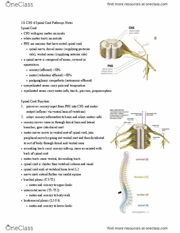 HTHSCI 1H06 Lecture Notes - Lecture 13: Lumbosacral Plexus, Brachial Plexus, Anterior Ramus Of Spinal Nerve thumbnail