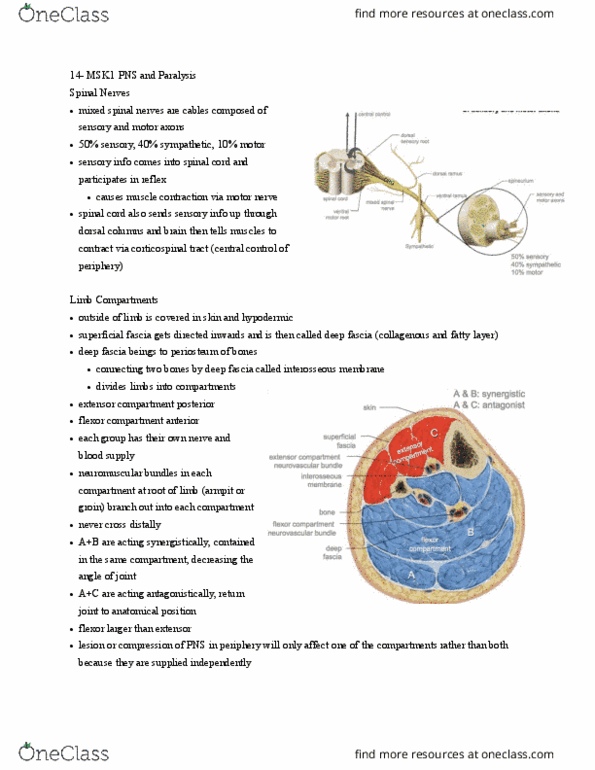 HTHSCI 1H06 Lecture Notes - Lecture 14: Fascia, Nerve Root, Posterior Column thumbnail