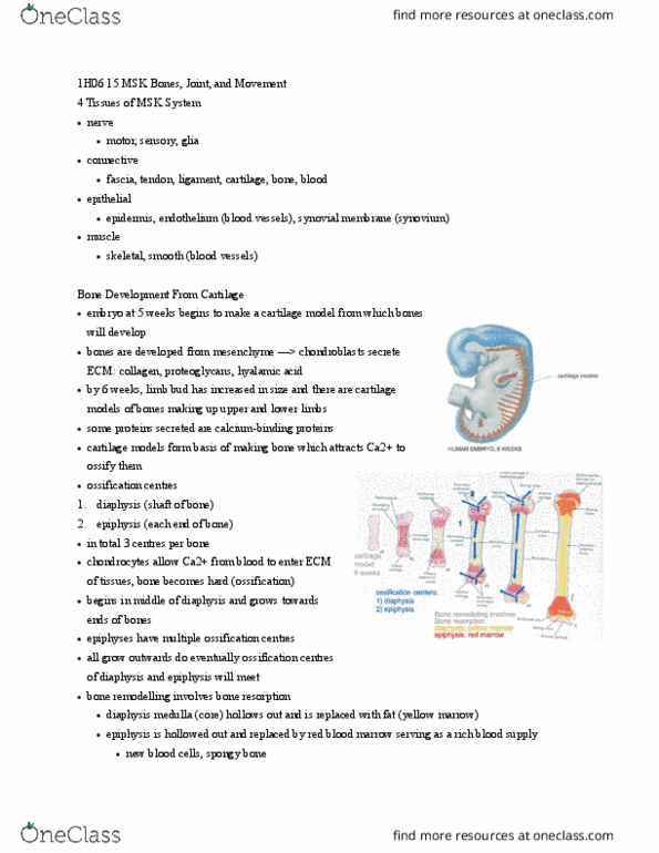 HTHSCI 1H06 Lecture Notes - Lecture 15: Bone Resorption, Limb Bud, Synovial Joint thumbnail
