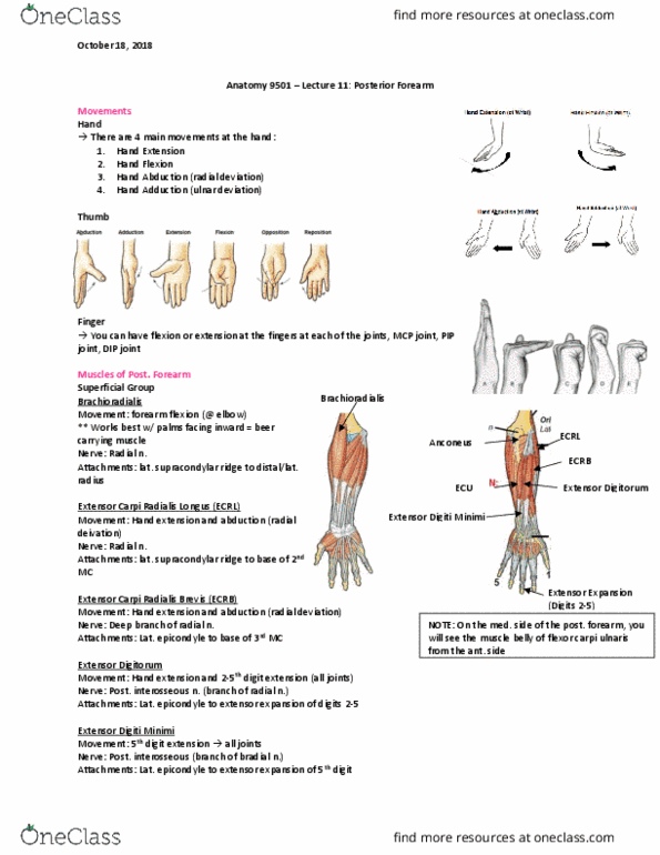 Anatomy and Cell Biology 2221 Lecture Notes - Lecture 11: Extensor Carpi Ulnaris Muscle, Flexor Carpi Ulnaris Muscle, Extensor Carpi Muscle thumbnail