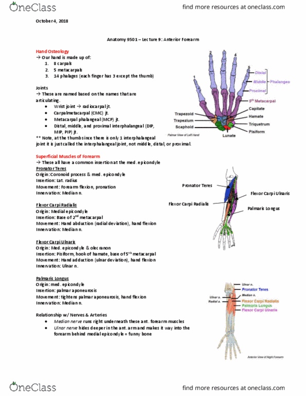 Anatomy and Cell Biology 2221 Lecture Notes - Lecture 9: Palmar Aponeurosis, Pronator Teres Muscle, Ulnar Artery thumbnail