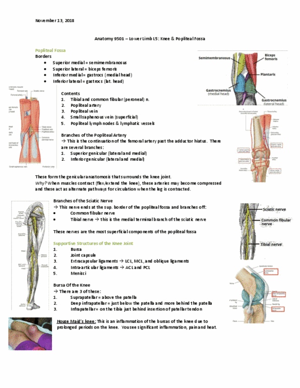 Anatomy and Cell Biology 2221 Lecture 17: Anatomy 9501 - Lower limb note 5 thumbnail