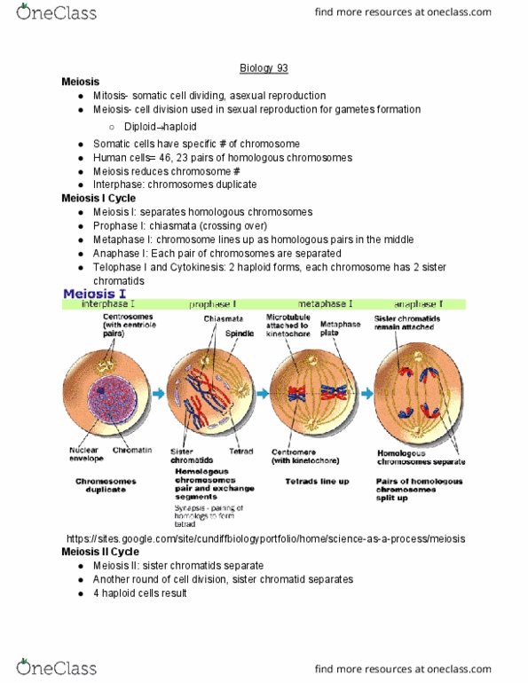 BIO SCI 93 Lecture Notes - Lecture 21: Sister Chromatids, Somatic Cell, Telophase cover image