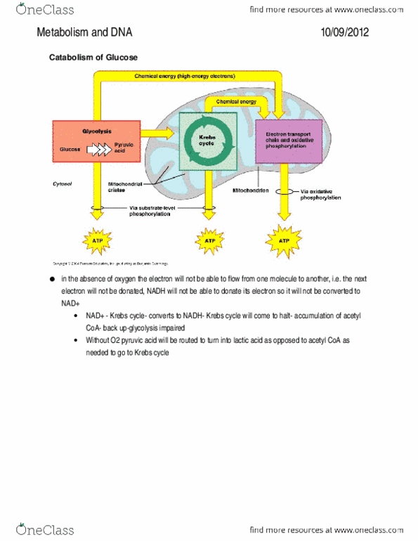 BIOL1300 Chapter Notes -Acetone, Thymine, Guanine thumbnail