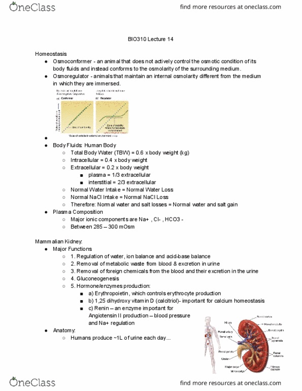 BIO310H5 Lecture Notes - Lecture 14: Calcitriol, Sodium Chloride, Metabolic Waste thumbnail