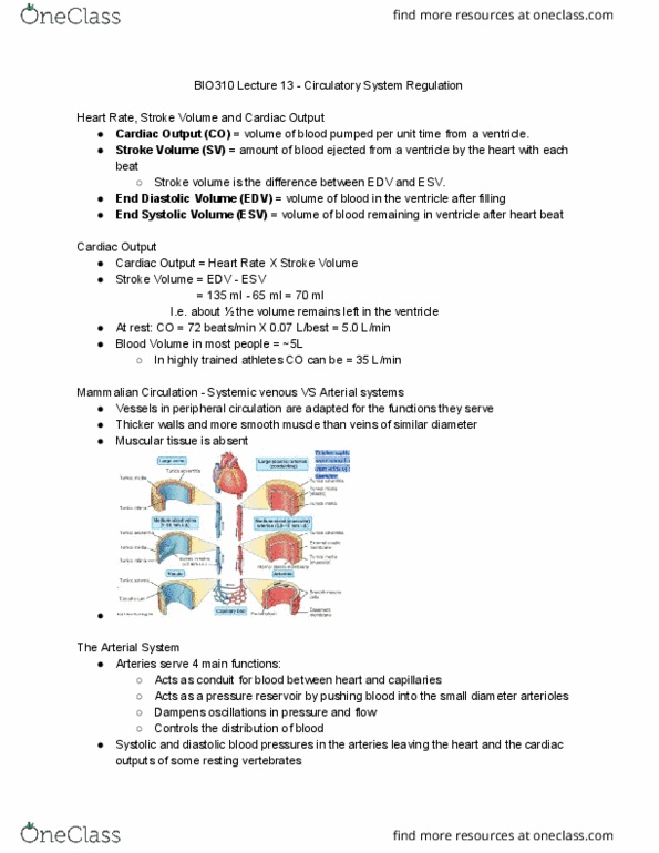 BIO310H5 Lecture Notes - Lecture 13: Stroke Volume, Cardiac Output, Capillary Pressure thumbnail