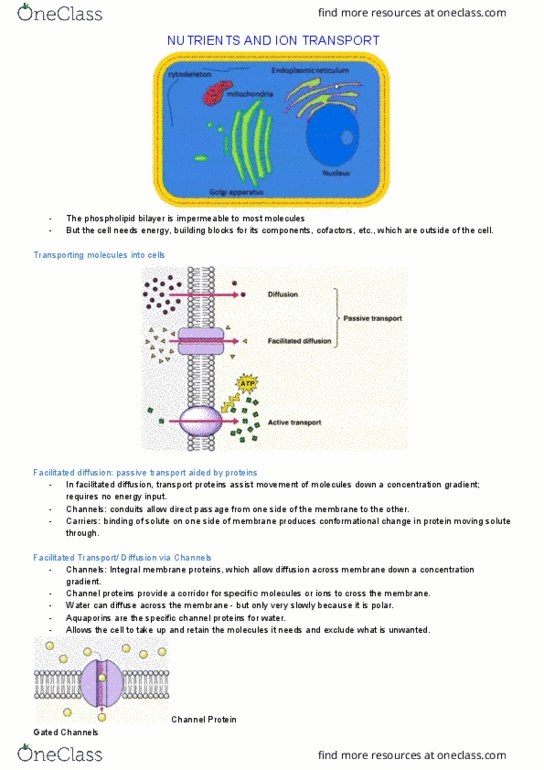 BABS1201 Lecture Notes - Lecture 8: Lipid Bilayer, Facilitated Diffusion, Membrane Transport thumbnail