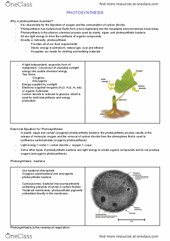 BABS1201 Lecture Notes - Lecture 12: Anoxygenic Photosynthesis, Carbon Fixation, Radiant Energy thumbnail