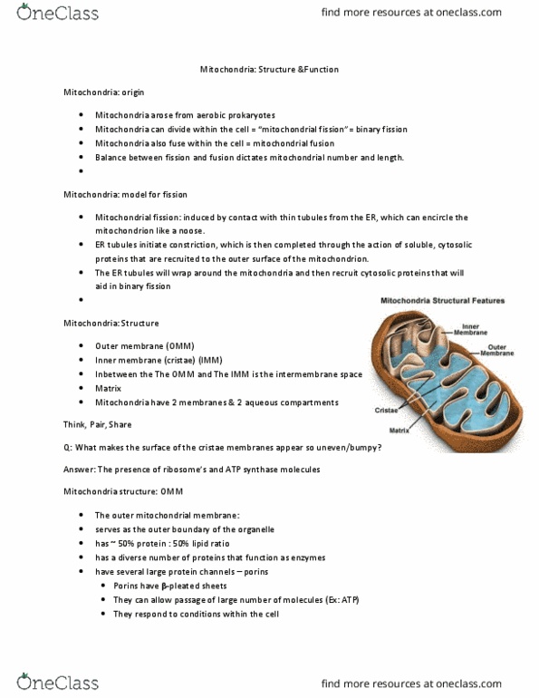 BIOB10H3 Lecture Notes - Lecture 7: Mitochondrion, Mitochondrial Fusion, Mitochondrial Matrix thumbnail