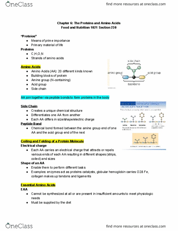 Foods and Nutrition 1021 Lecture Notes - Lecture 6: Protein C, Collagen, Methionine thumbnail
