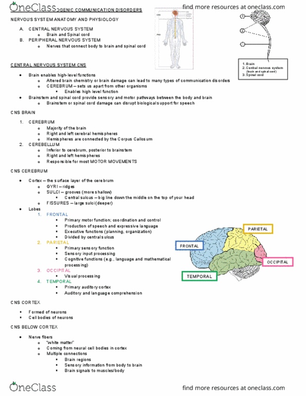 Communication Sciences and Disorders 4411A/B Lecture Notes - Lecture 13: Auditory Cortex, Central Nervous System, Central Sulcus thumbnail