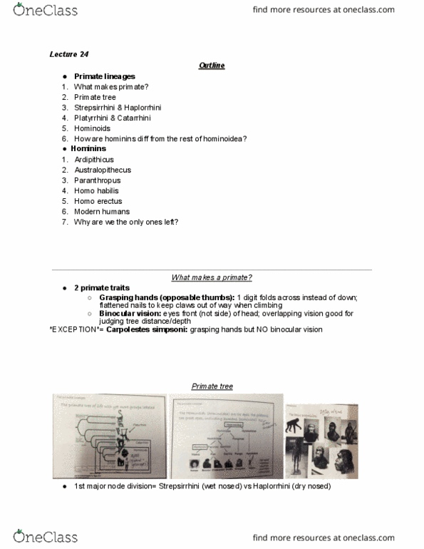 BIO 200 Lecture Notes - Lecture 24: Homo Habilis, Homo Erectus, Haplorhini thumbnail