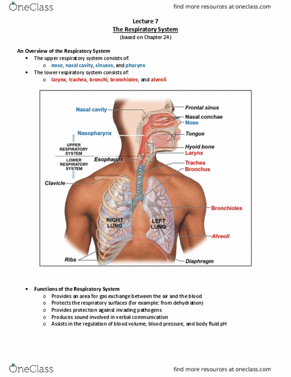 BIOB33H3 Lecture Notes - Lecture 7: Bronchus, Submucosa, Pulmonary Vein thumbnail