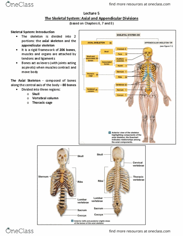BIOB33H3 Lecture Notes - Lecture 5: Appendicular Skeleton, Axial Skeleton, Vertebral Column thumbnail