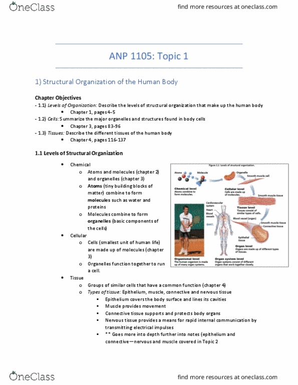 ANP 1105 Lecture Notes - Lecture 1: Nervous Tissue, Elastin, Holocrine thumbnail