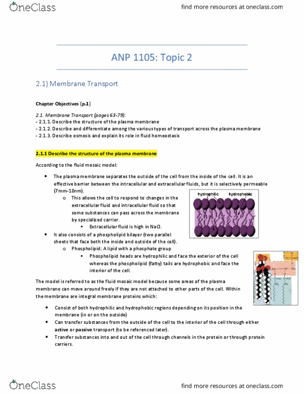 ANP 1105 Lecture Notes - Lecture 2: Extracellular Fluid, Fluid Compartments, Lipid Bilayer thumbnail