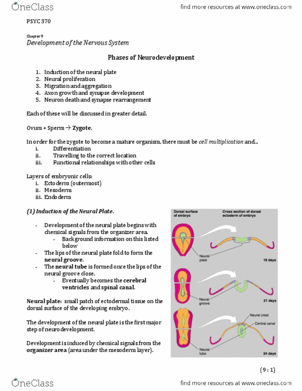 PSYC 370 Chapter Notes -Autism Spectrum, Granule Cell, Critical Period thumbnail