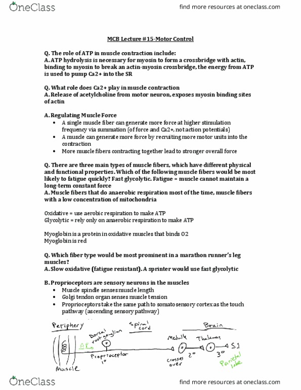 MCELLBI 32 Lecture Notes - Lecture 15: Golgi Tendon Organ, Anaerobic Respiration, Atp Hydrolysis thumbnail