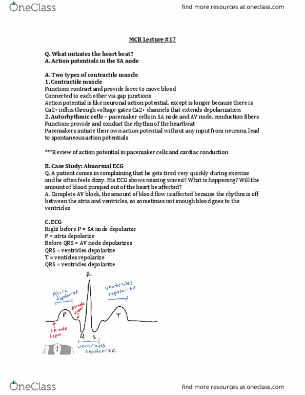 MCELLBI 32 Lecture Notes - Lecture 17: Atrioventricular Node, Cardiac Muscle, Action Potential thumbnail