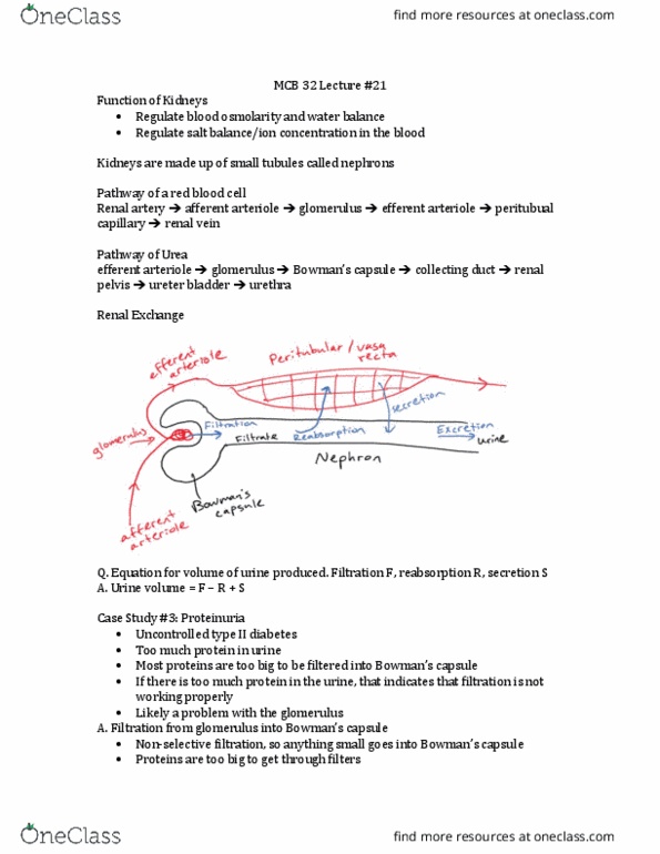 MCELLBI 32 Lecture Notes - Lecture 21: Efferent Arteriole, Afferent Arterioles, Renal Pelvis thumbnail