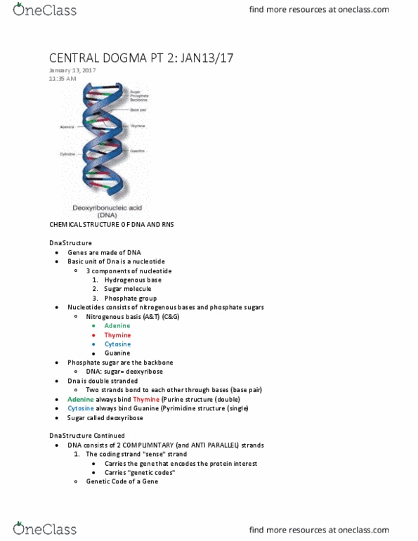 MBG 1000 Lecture Notes - Lecture 3: Coding Strand, Dogma, Deoxyribose thumbnail