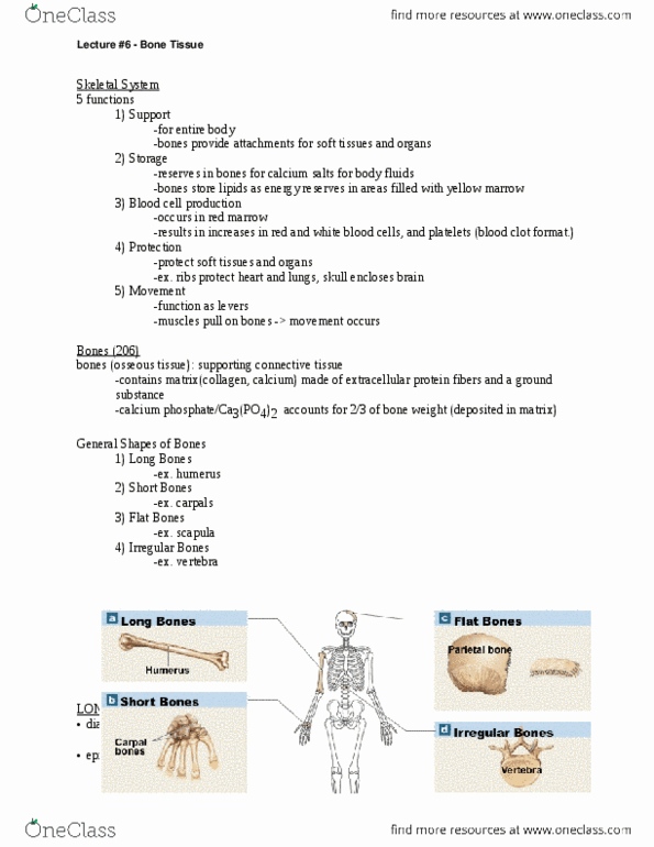 ANAT 101 Lecture Notes - Vitamin D Deficiency, Osteolysis, Calcification thumbnail