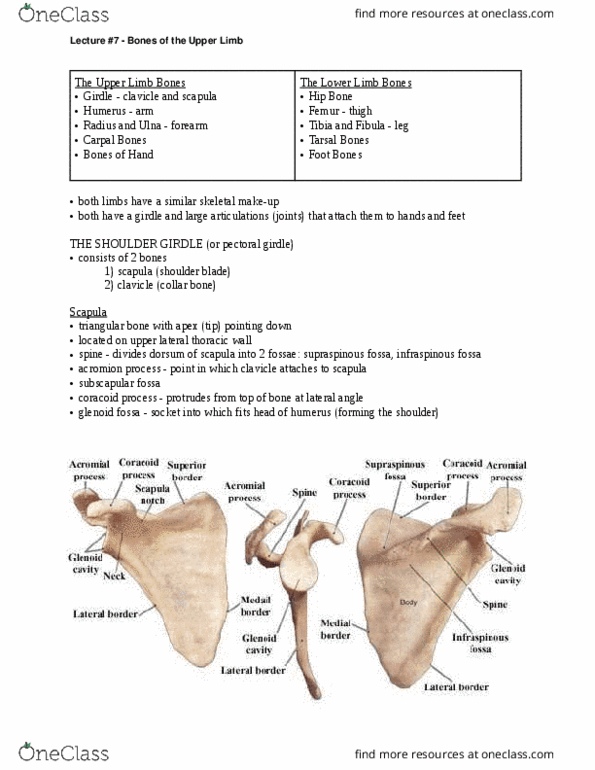 ANAT 101 Lecture Notes - Epicondyle, Pisiform Bone, Scaphoid Bone thumbnail