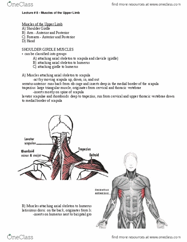 ANAT 101 Lecture Notes - Flexor Pollicis Longus Muscle, Pronator Teres Muscle, Extensor Carpi Ulnaris Muscle thumbnail