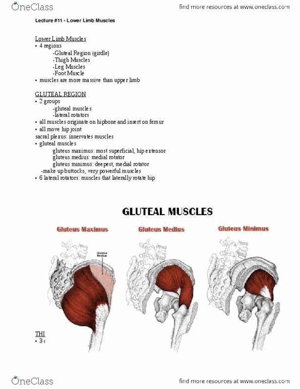 ANAT 101 Lecture Notes - Biceps Femoris Muscle, Malleolus, Peroneus Longus thumbnail