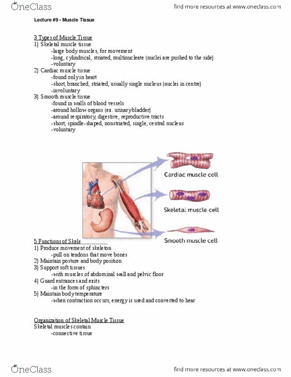 ANAT 101 Lecture Notes - Neuromuscular Junction, Sarcomere, Axon Terminal thumbnail