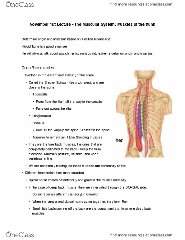 Kinesiology 2222A/B Lecture Notes - Lecture 17: Posterior Ramus Of Spinal Nerve, Iliocostalis, Longissimus thumbnail
