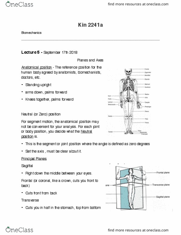 Kinesiology 2241A/B Lecture Notes - Lecture 5: Sagittal Plane, Transverse Plane, Standard Anatomical Position thumbnail