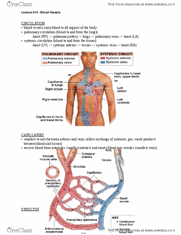ANAT 101 Lecture Notes - White Blood Cell, Hepatic Veins, Axilla thumbnail