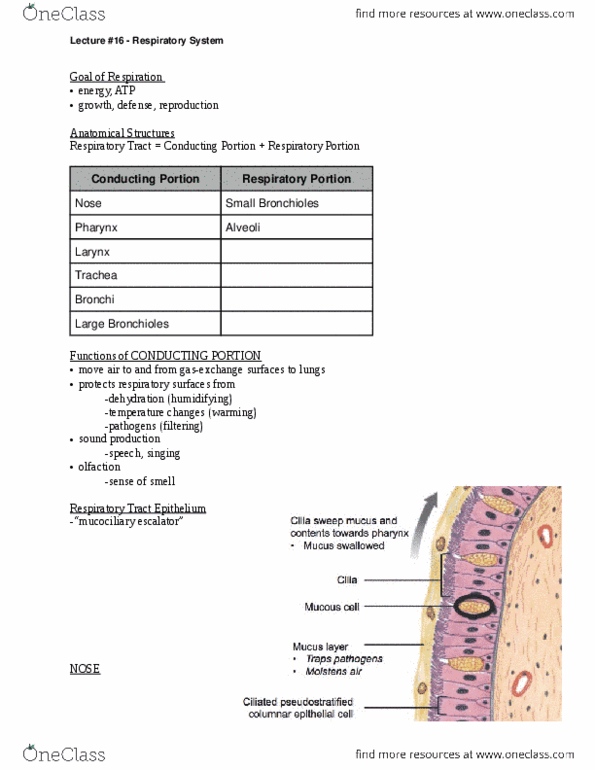 ANAT 101 Lecture Notes - Respiratory Tract, Paranasal Sinuses, Vocal Folds thumbnail
