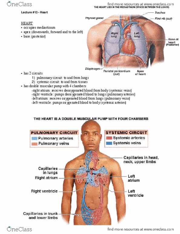 ANAT 101 Lecture Notes - Angioplasty, Small Cardiac Vein, Posterior Interventricular Artery thumbnail