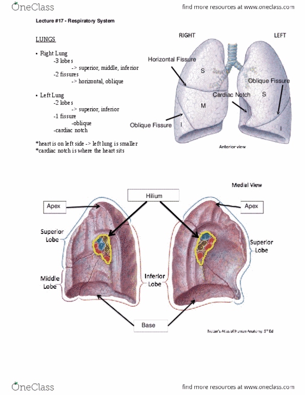 ANAT 101 Lecture Notes - Exhalation, Anatomical Terms Of Location, Pulmonary Vein thumbnail