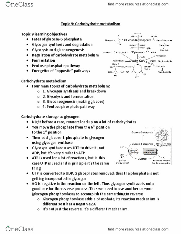 Biochemistry 2280A Lecture Notes - Lecture 9: Pentose Phosphate Pathway, Glycogen Phosphorylase, Glycogen Synthase thumbnail