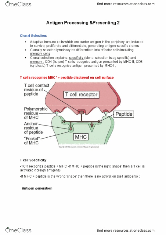 91401 Lecture Notes - Lecture 3: Cytotoxic T Cell, Clonal Selection, Mhc Class I thumbnail