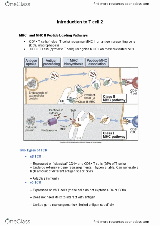 91401 Lecture Notes - Lecture 6: Antigen-Presenting Cell, Cytotoxic T Cell, Mhc Class Ii thumbnail