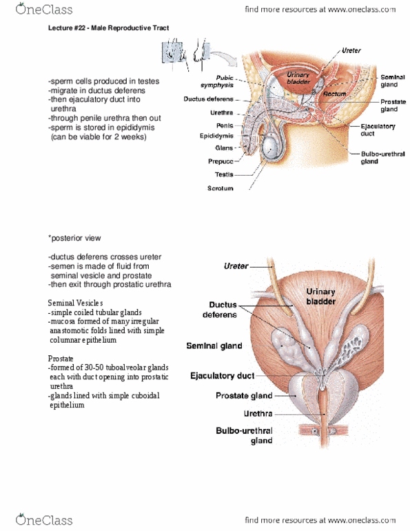 ANAT 101 Lecture Notes - Spermiogenesis, Centriole, Seminiferous Tubule thumbnail