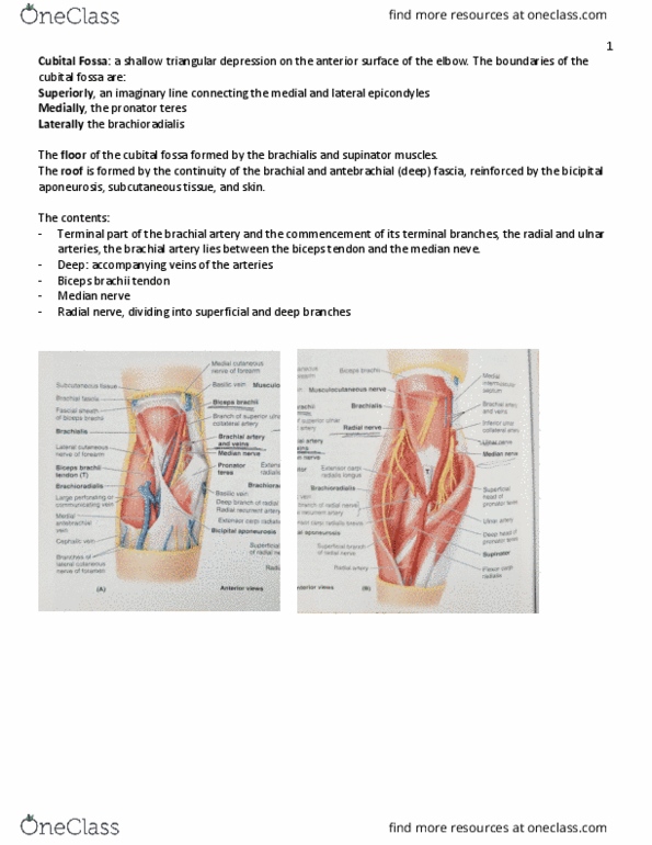 Kin 2320 Lecture Notes Spring 2018 Lecture 28 Bicipital Aponeurosis Pronator Teres Muscle Ulnar Nerve