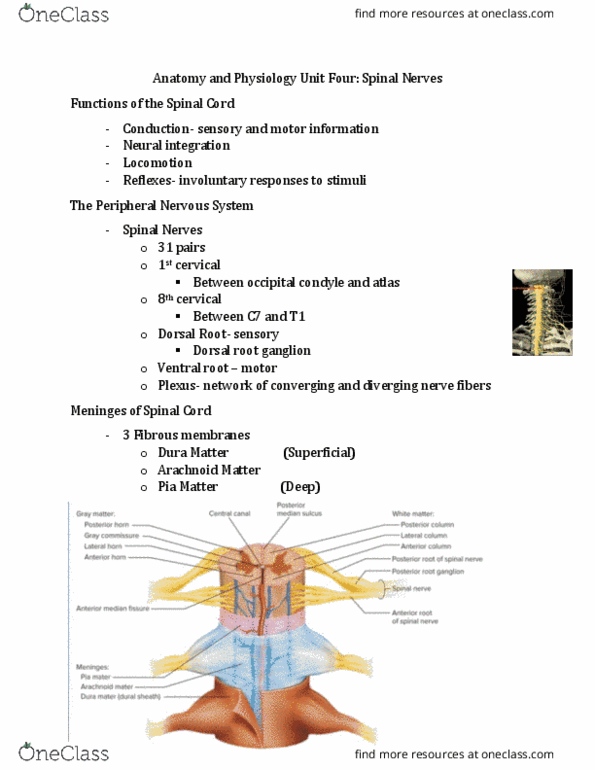 KINS 1223 Lecture Notes - Lecture 24: Dorsal Root Ganglion, Spinal Nerve, Occipital Condyle thumbnail