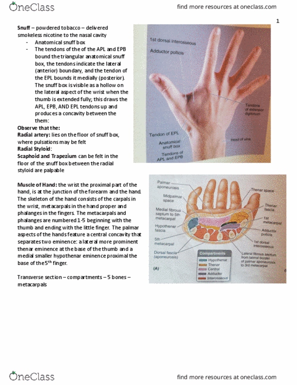 KIN 2320 Lecture Notes - Lecture 29: Anatomical Snuffbox, Radial Styloid Process, Thenar Eminence thumbnail