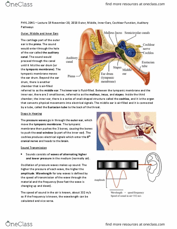 PHYL 2041 Lecture Notes - Lecture 19: Cochlear Nerve, Middle Ear, Oval Window thumbnail