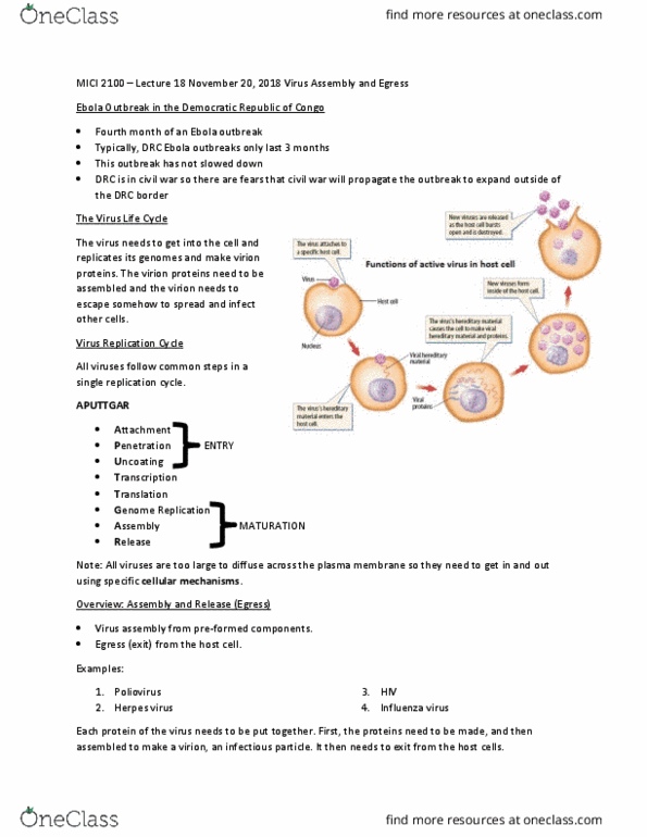 MICI 2100 Lecture Notes - Lecture 18: Orthomyxoviridae, Virus, Poliovirus thumbnail