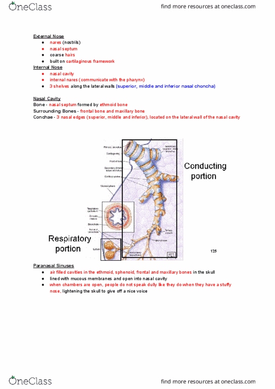 NURS 106 Lecture Notes - Lecture 32: Nasal Septum, Ethmoid Bone, Maxilla thumbnail