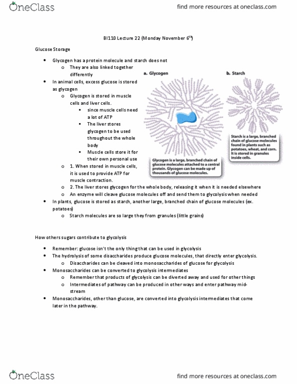 BI110 Lecture Notes - Lecture 22: Glycogen, Starch, Hydrolysis thumbnail