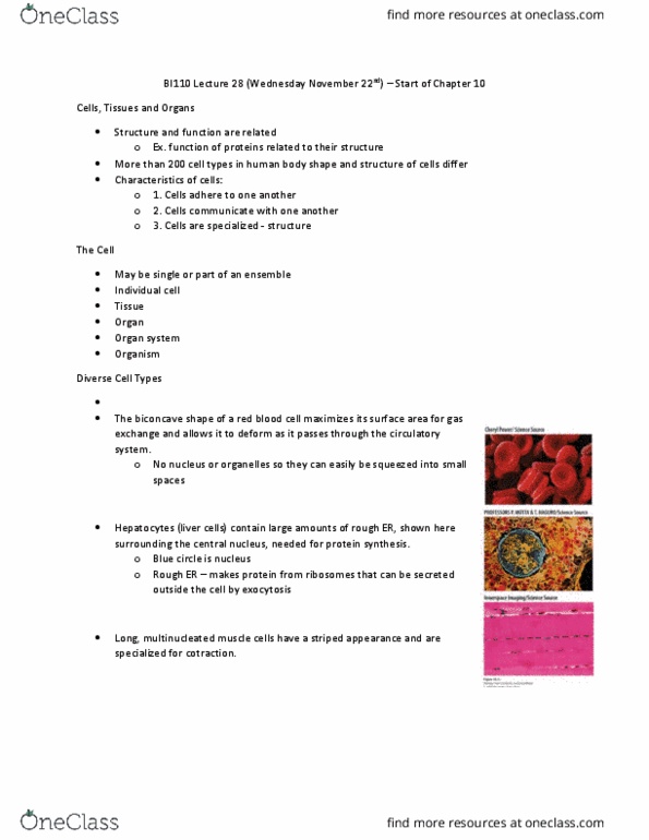 BI110 Lecture Notes - Lecture 28: Body Shape, Red Blood Cell, Endoplasmic Reticulum thumbnail