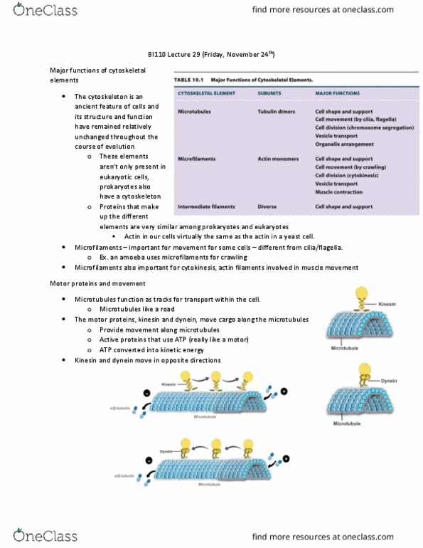BI110 Lecture Notes - Lecture 29: Dynein, Kinesin, Microfilament thumbnail