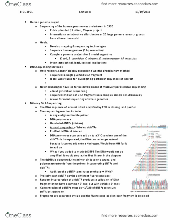 BIOL 3P51 Lecture Notes - Lecture 8: Massive Parallel Sequencing, Human Genome Project, Dna Sequencing thumbnail